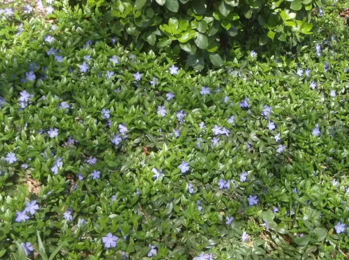 vinca minor invasive