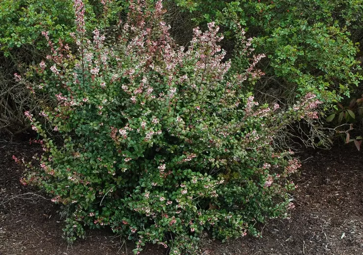 evergreen huckleberry