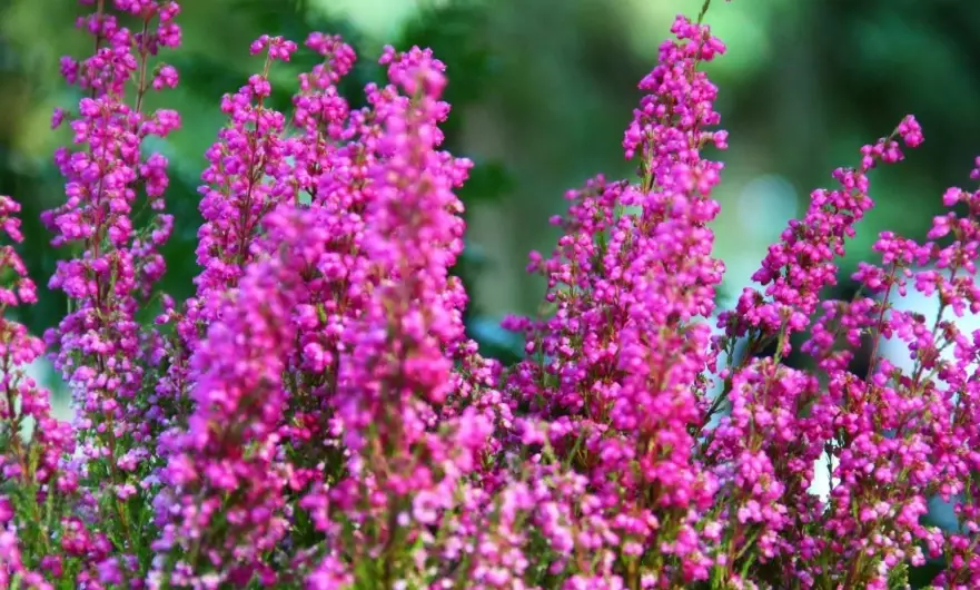 heather varieties heather varieties