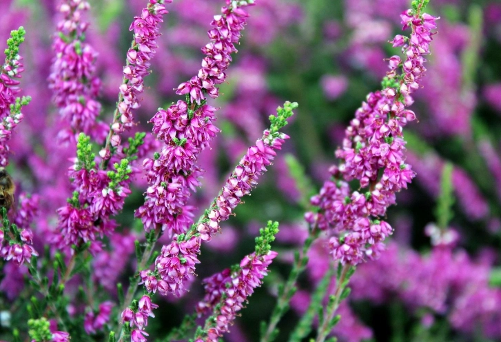 heather varieties heather varieties