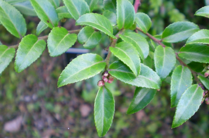 vaccinium ovatum care