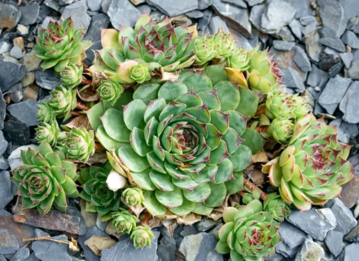 hens and chicks plant
