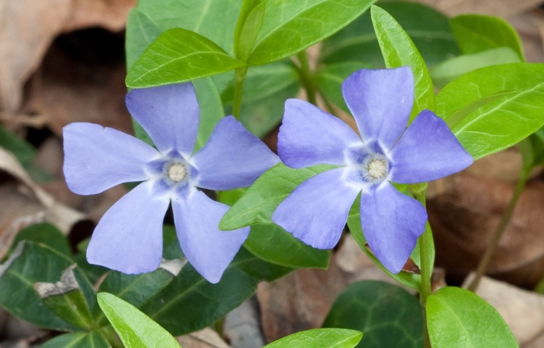 vinca minor ground cover