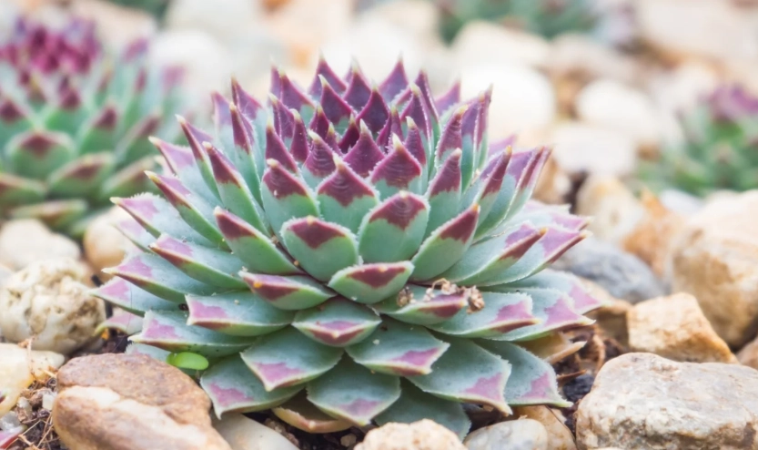 perennial succulent garden