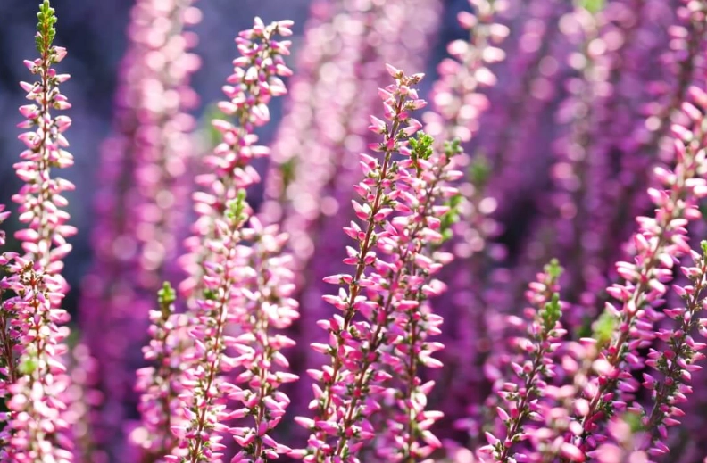 heather plant care heather plant care