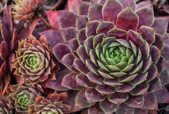 hens and chicks plant