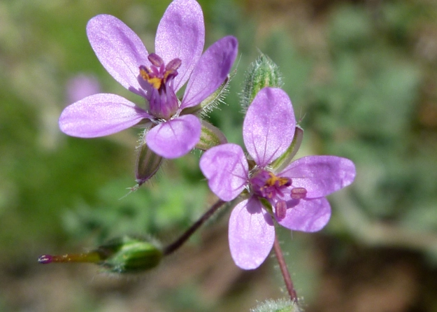 heron’s bill plant heron’s bill plant