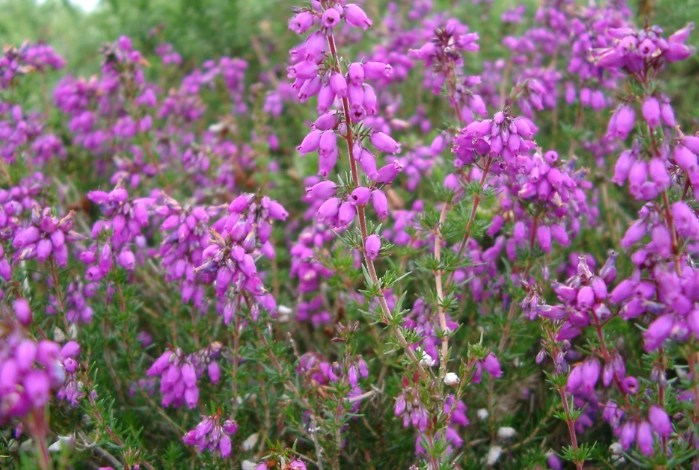 heather plant care heather plant care