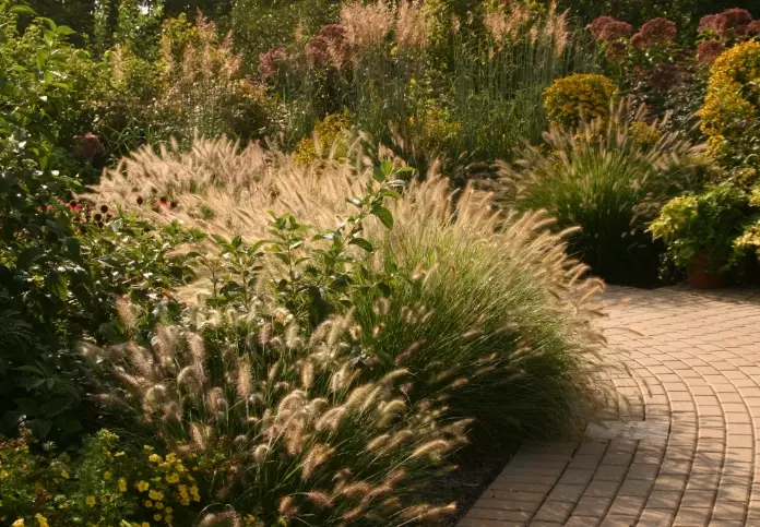 fountain grass landscaping