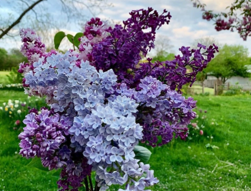 lilac care lilac care