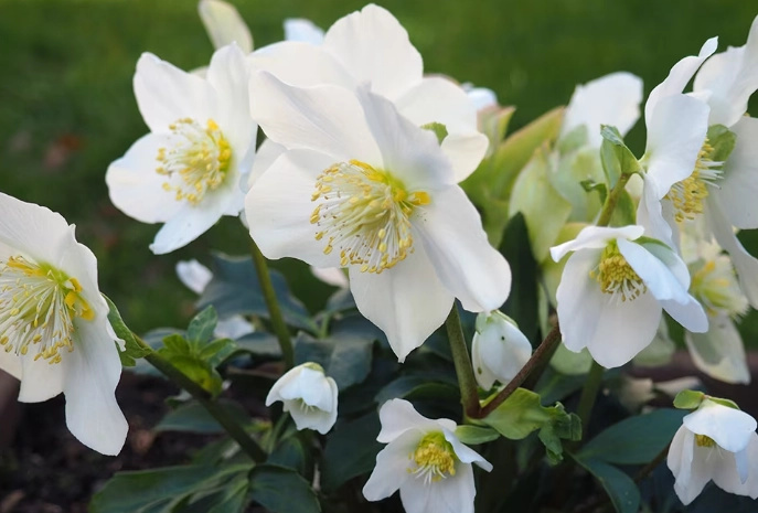 winter blooming flowers