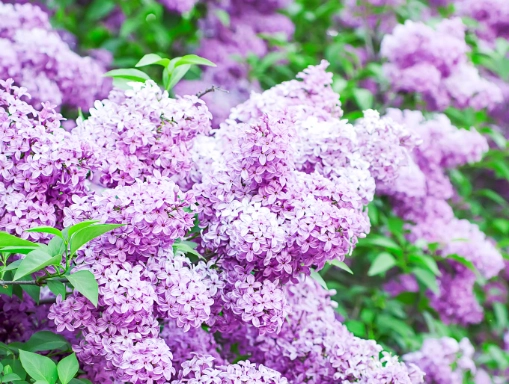 lilac varieties lilac varieties