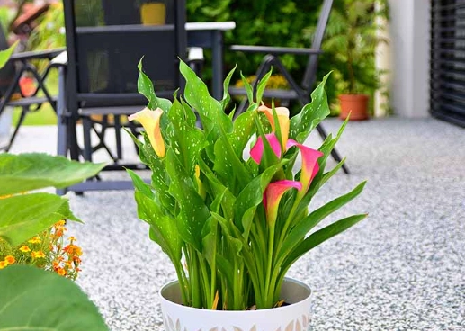 calla lily winter care