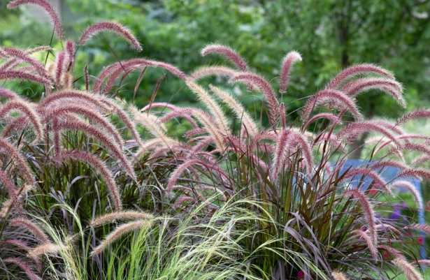 perennial fountain grass