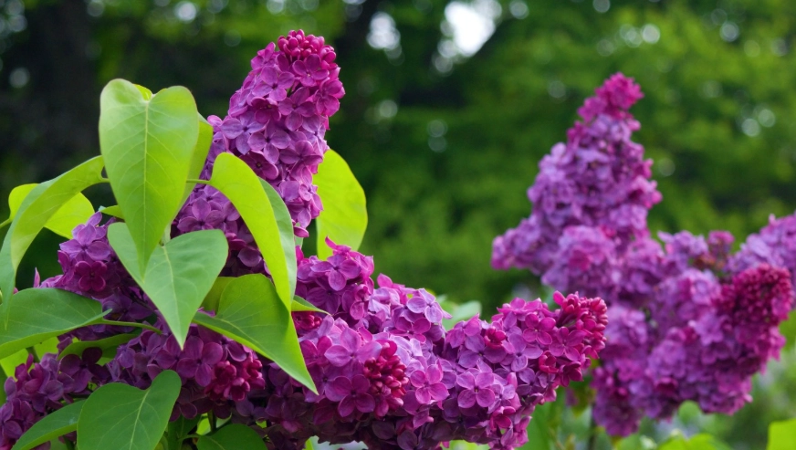 lilac care lilac care