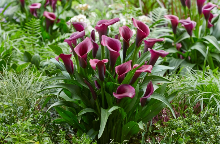 growing calla lilies