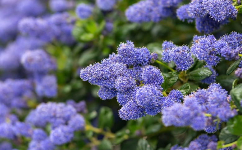 best ceanothus varieties