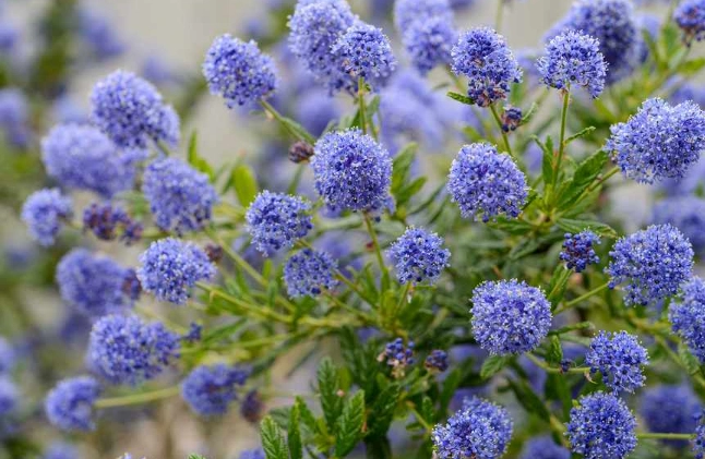 drought tolerant native plants