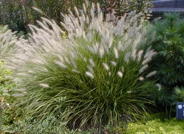 ornamental grass care