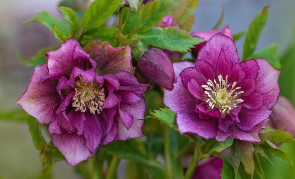 hellebore plant care