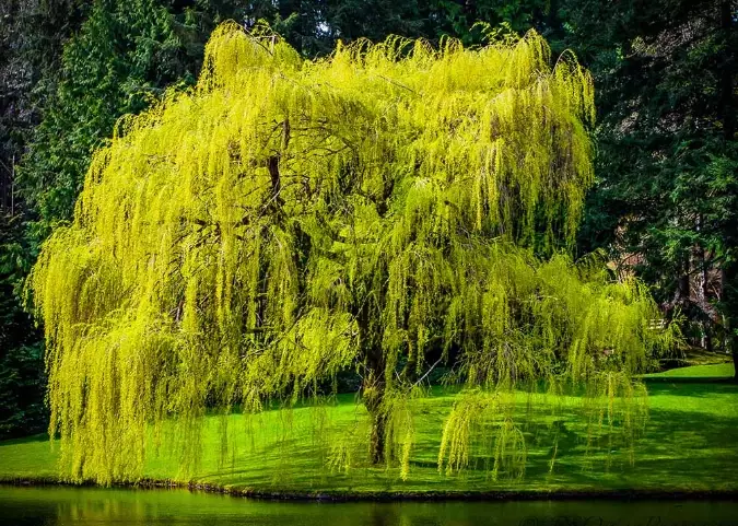 willow tree types willow tree types