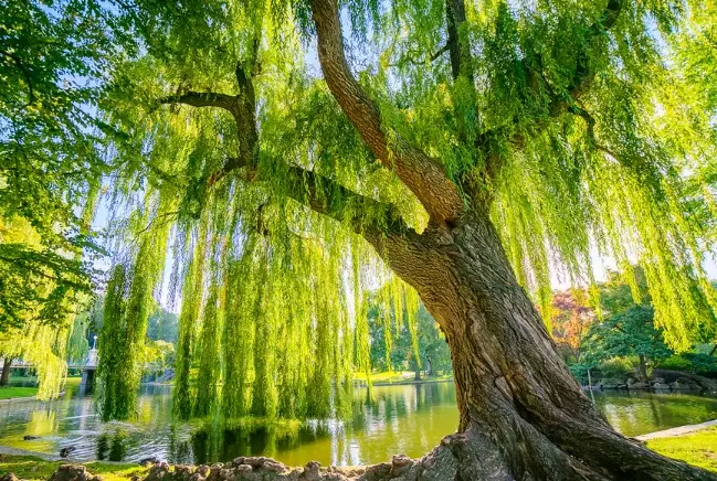 willow tree types willow tree types