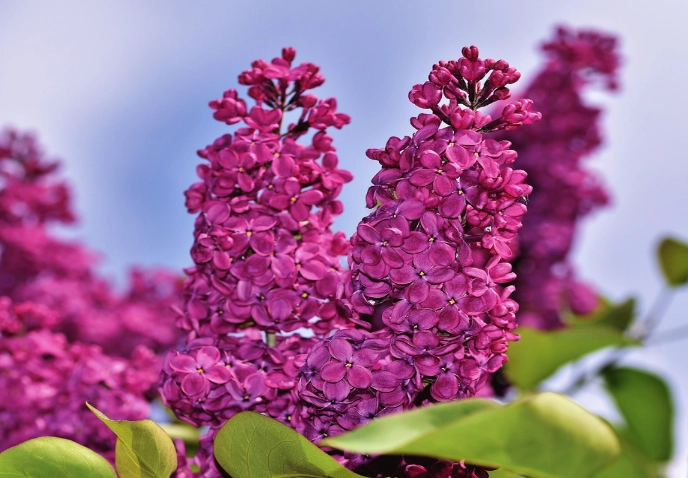 lilac varieties lilac varieties