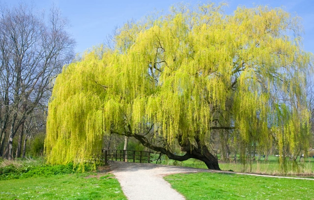 weeping willow care weeping willow care