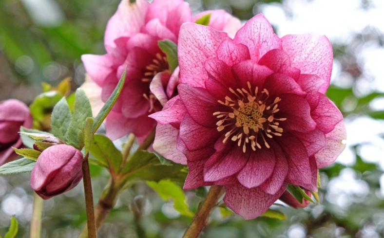 hellebore plant care