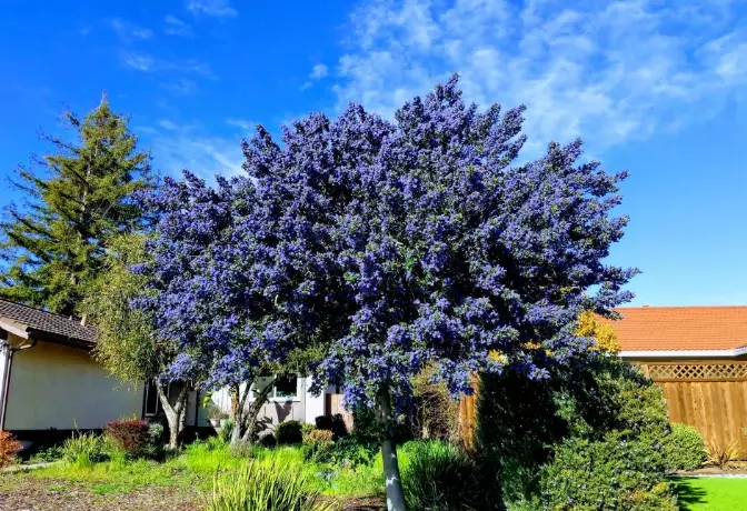 california wild lilac care