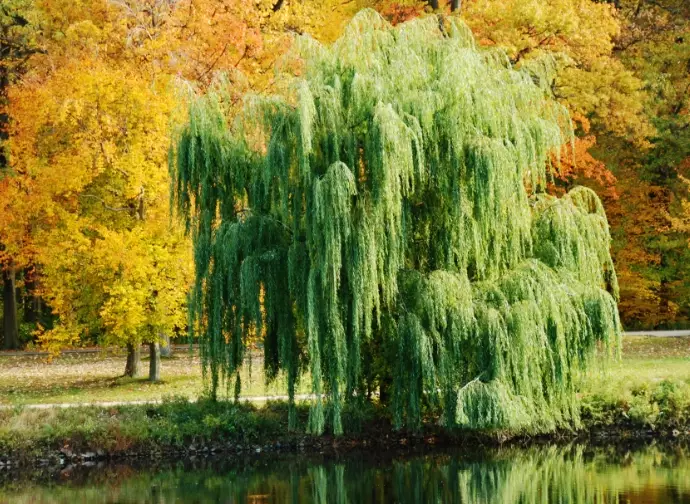 willow tree meaning willow tree meaning