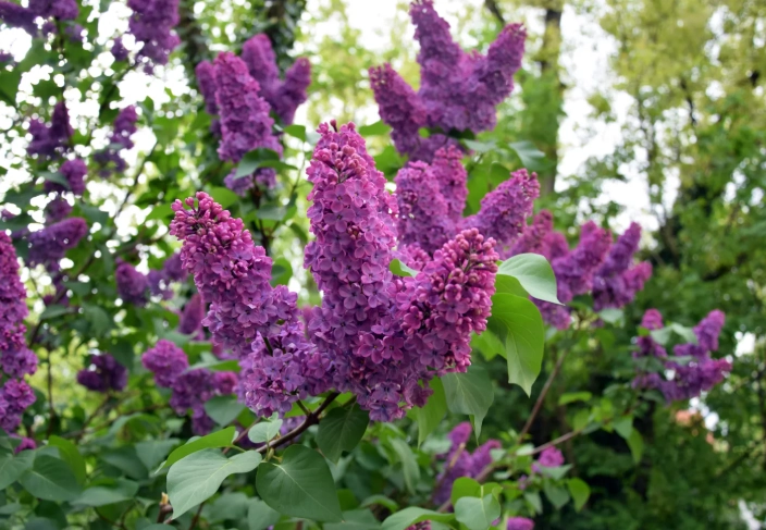 pruning lilacs pruning lilacs