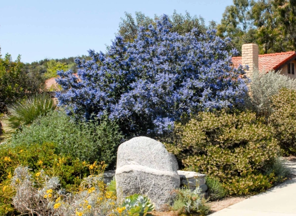 drought tolerant native plants