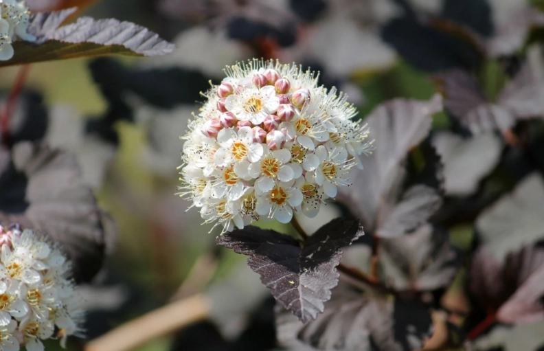 types of ninebark shrubs