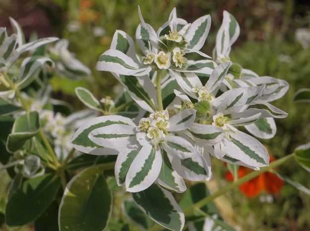 euphorbia winter care