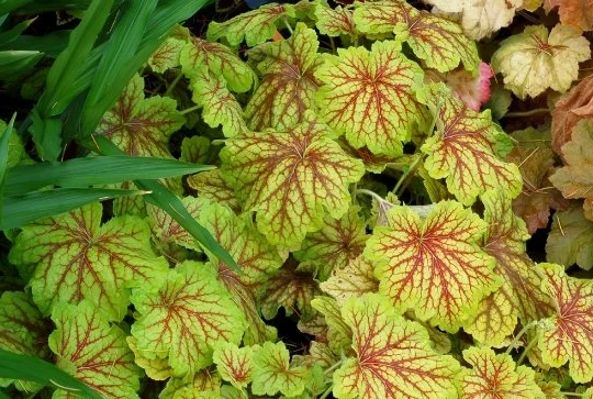 heuchera care heuchera care