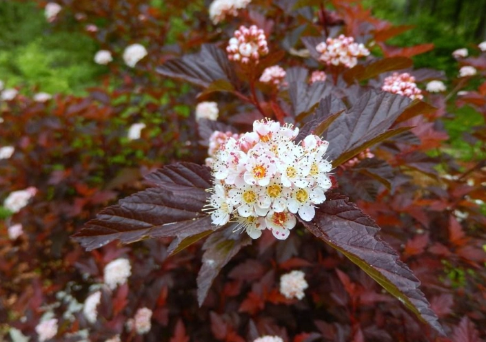 varieties of ninebark shrubs