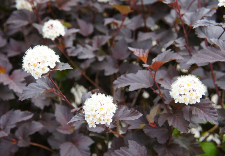 varieties of ninebark shrubs