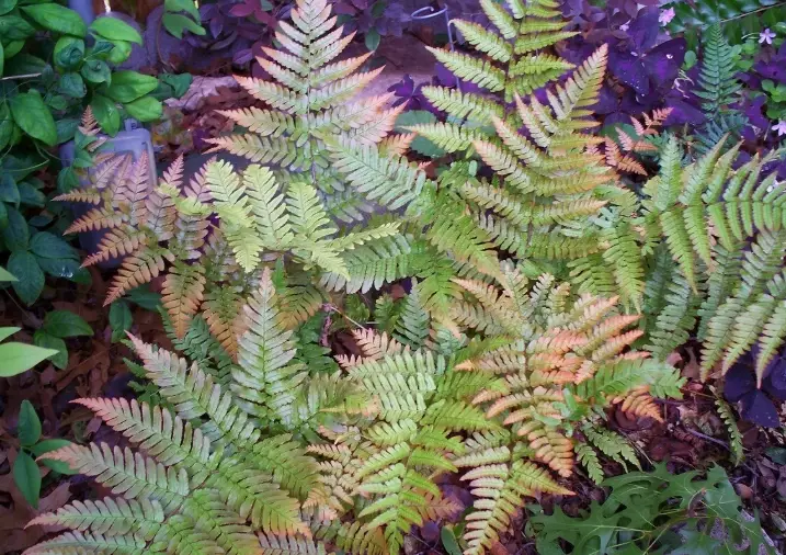 indoor ferns