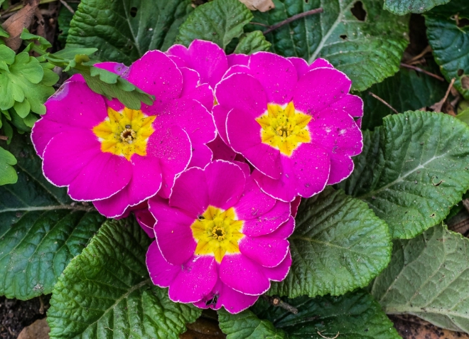 growing primrose plants growing primrose plants
