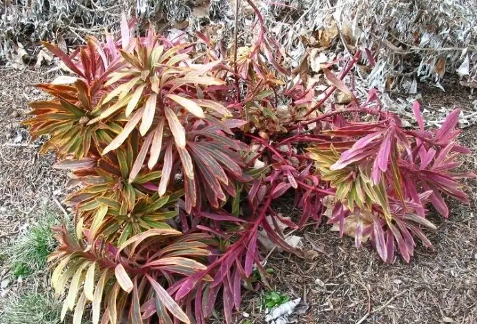 cold hardy euphorbias