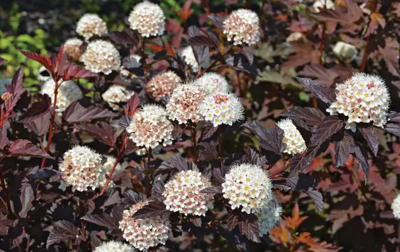 varieties of ninebark shrubs