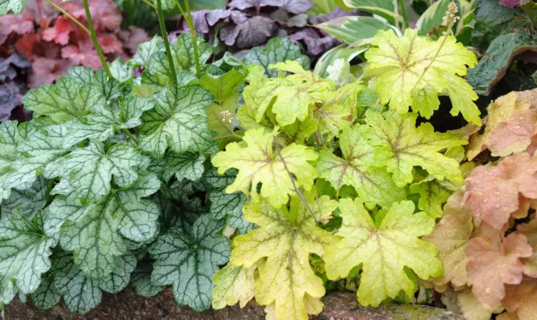 coral bells plant care coral bells plant care