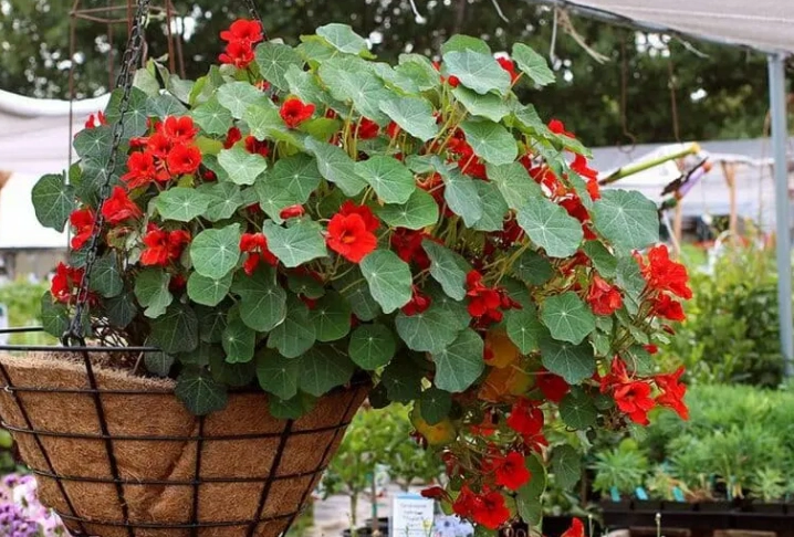 trailing nasturtium varieties