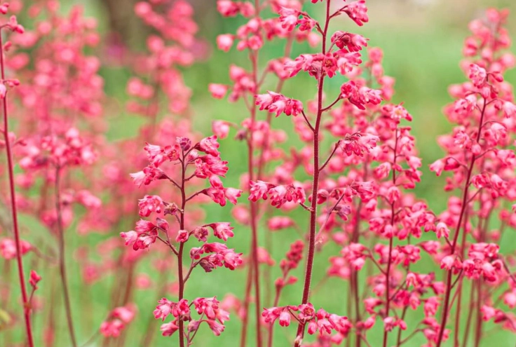 growing heuchera growing heuchera