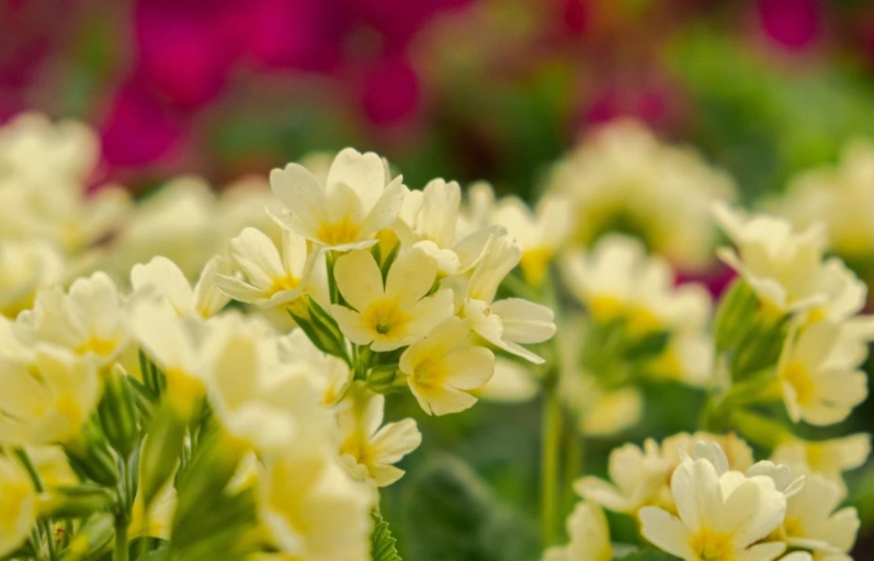 perennial primrose varieties perennial primrose varieties