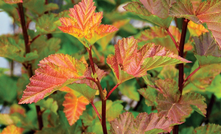 varieties of ninebark shrubs