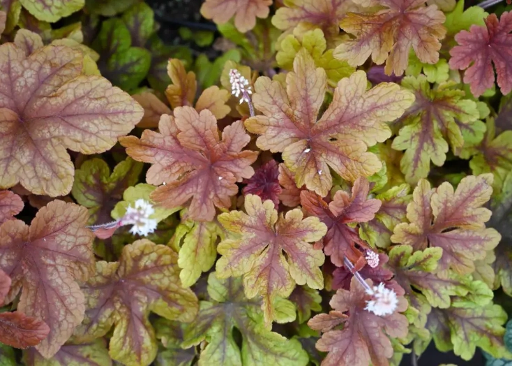 coral bells plant care coral bells plant care