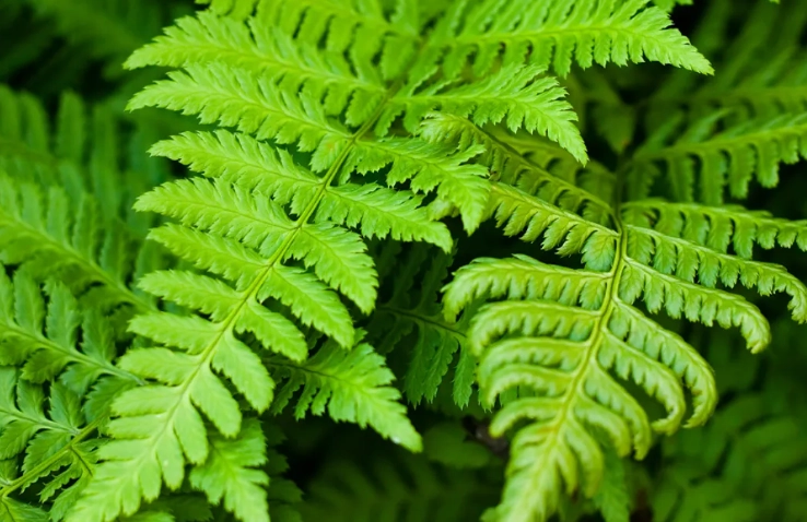 indoor ferns