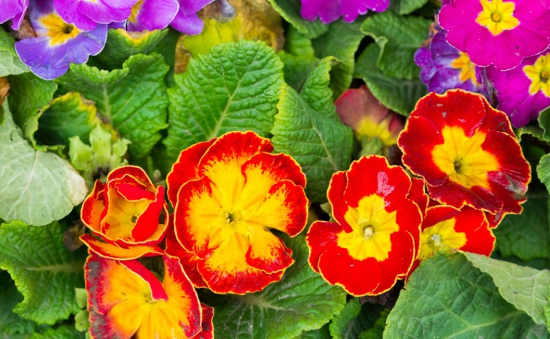 primrose perennial care primrose perennial care